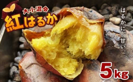 さつまいも 紅はるか 5kg 