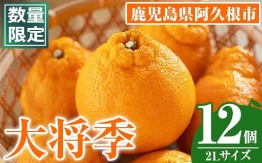 ＜先行予約受付中！2026年1月中旬以降順次発送予定＞数量限定！大将季 (12個・2Lサイズ)