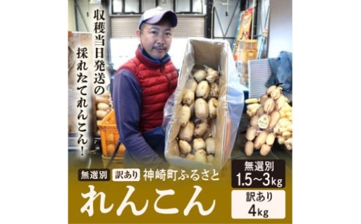 千葉県れんこん部門注文数最上位達成！ 神崎町ふるさと れんこん！