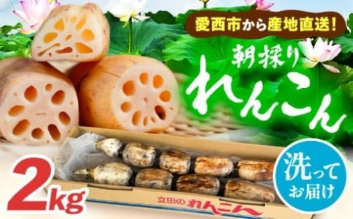 ＼掘りたて直送！旬を味わう朝採れレンコン／