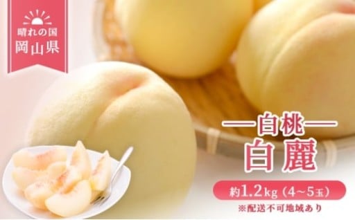 岡山県産 白麗 (白桃) 約1.2kg (4～5玉)《2026年7月下旬-8月中旬頃出荷》