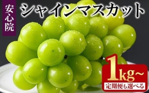 シャインマスカット(1kg/2kg×1回・3回)