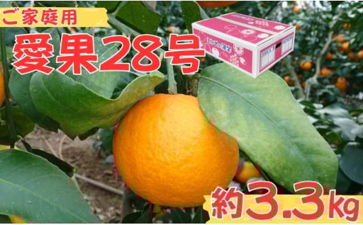 ゼリーのような食感！愛果28号（ご家庭用）約3.3kg🍊
