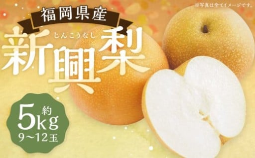 【10月7日まで受付！】新興梨 9～12玉 約5kg
