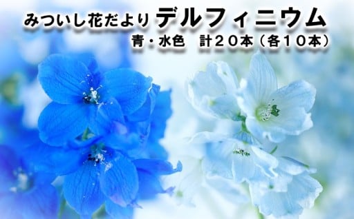 北海道 新ひだか町三石の青い花「デルフィニウム」