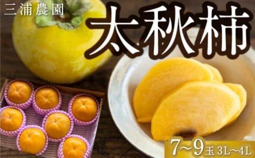 【先行予約】 三浦農園 太秋柿 7玉から9玉 （3Lから4L） 