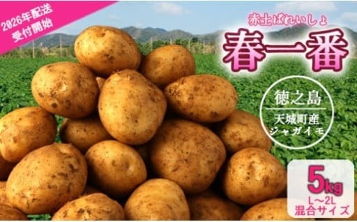 【先行受付】徳之島 天城町産 赤土ばれいしょ 新じゃが【春一番】5kg L～2L