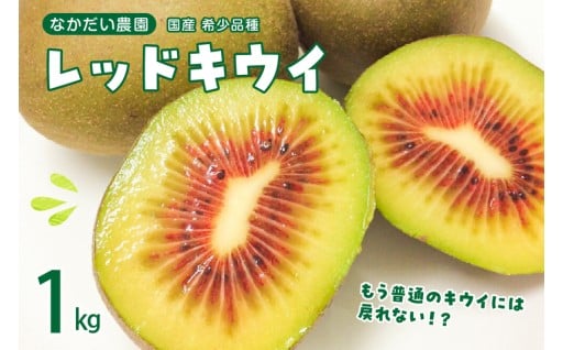 【2025年9月下旬～発送】希少品種「 レッドキウイ 」国産 約1kg