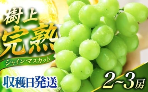 先行予約受付中！大粒で甘い、こだわりのハウスシャインマスカット♪