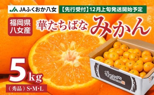 【先行予約】【2025年12月発送開始】華たちばなみかん 約5kg｜ＪＡふくおか八女