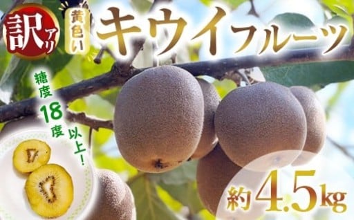 【先行予約】【訳あり】茨城県産 黄色いキウイ 4.5㎏