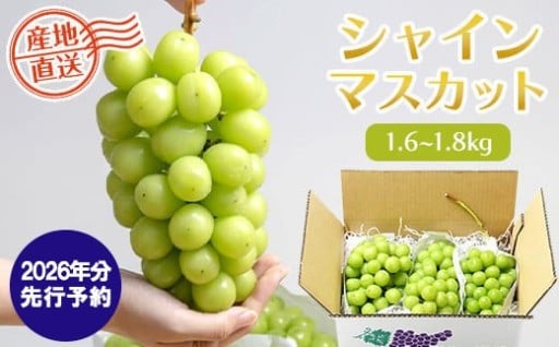 【掲載開始】【2026年発送分 先行予約】シャインマスカット（1.6-1.8kg）