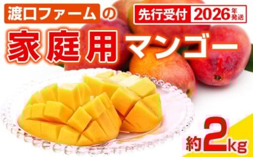 【先行受付】渡口ファームの家庭用マンゴー約2kg【2026年発送】