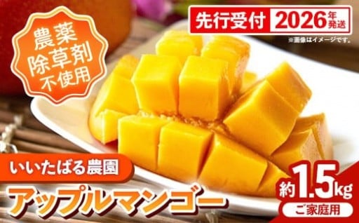 【先行受付】いいたばる農園の家庭用アップルマンゴー約1.5kg【2026年発送】