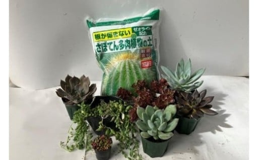 「多肉植物」と「根が傷まない多肉植物の土」２リットル