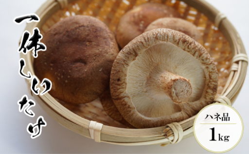 【茎まで美味しい】一休しいたけ ハネ品 1kg
