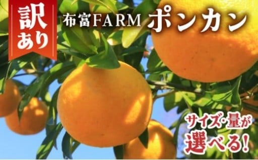【先行予約】東洋町のぽんかん　好評受付中！