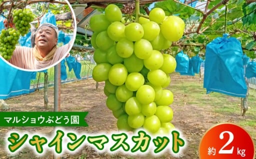 ✨いまが旬🍇✨シャインマスカット約2kg＼(⭐▽⭐)／