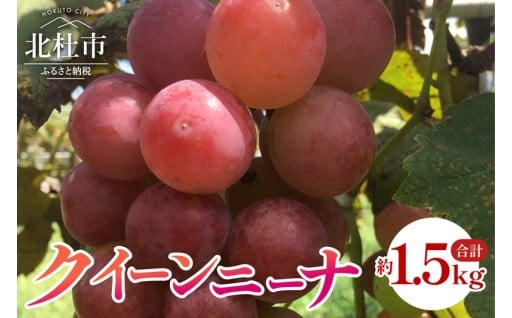 クイーンニーナ　約1.5kg   