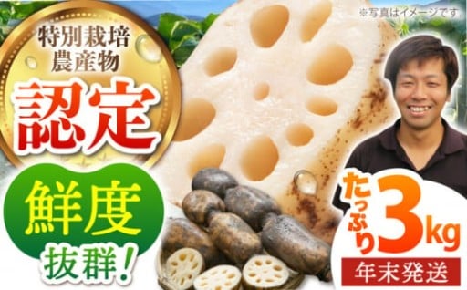 【年末発送】こだわりの特別栽培れんこん