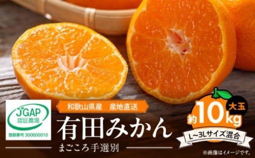 【2025年先行予約】和歌山県産 有田みかん 10kg 大玉
