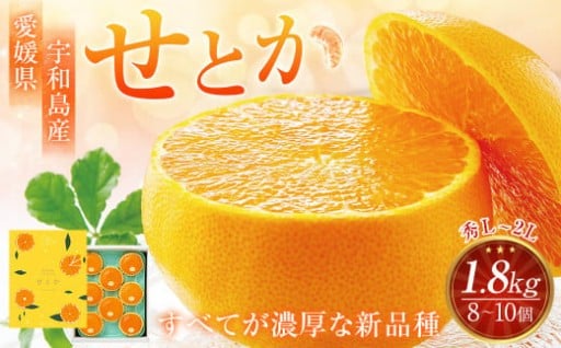 愛媛県 宇和島産 せとか 秀L～2Lサイズ 1.8kg