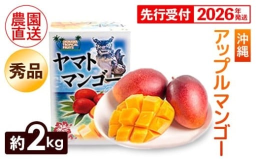 【化粧箱入】ヤマト農園 アップルマンゴー約2kg（秀品）【先行受付・2026年発送】