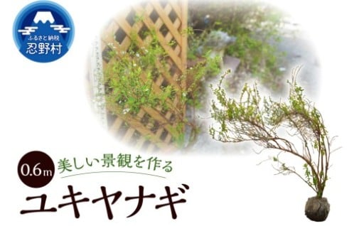 伊東造園　植木雪柳の樹木（0.6ｍ　根付き1本）