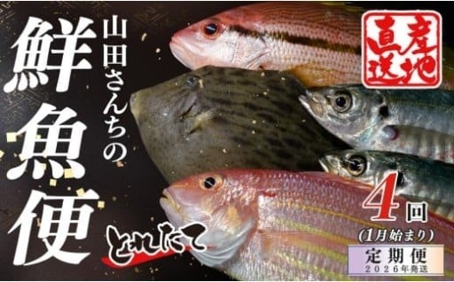 産地直送！朝水揚げされた新鮮な魚をその日に発🚚💨