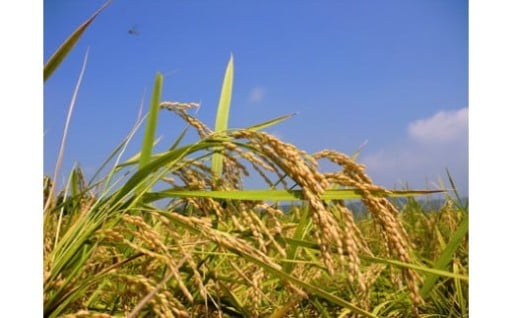 🌾【令和7年産・新米のご案内】✨