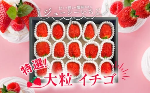 守山市から食べ応え十分の特選大粒イチゴをお届けします！