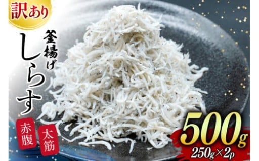 世にも珍しい赤腹しらす！