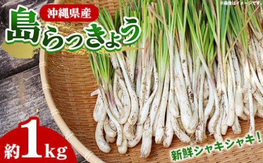 【産地直送】南国フーズの島らっきょう約1kg