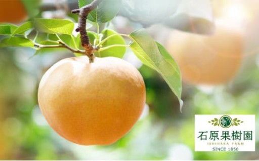 梨 2025年 先行予約 あたご梨 2玉 (1玉 約750g) 化粧箱【11月下旬～12月中旬頃発送】 