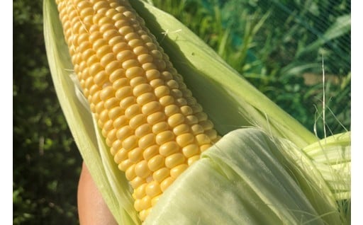 甘くて美味しい有機のトウモロコシ🌽💕