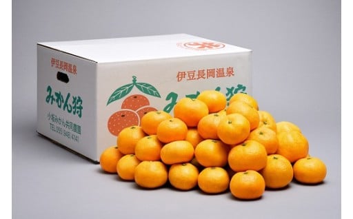 【数量限定】みかん農園直送！生産者厳選「小坂みかん」（約9kg）受付開始