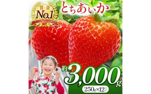 朝採れのいちご とちあいか 朝摘み いちご 苺  ストロベリー 大きい 美味しい 甘い 3000g 
