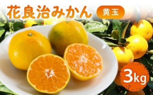 "全国的に生産量が少ない希少な柑橘、花良治の黄玉