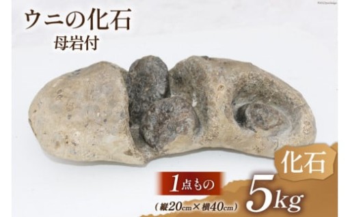 【チョイス限定】時をこえ太古のロマンへと誘う化石