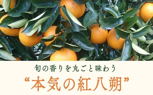 島の太陽をいっぱいに浴びて育った自慢のオーガニック紅八朔