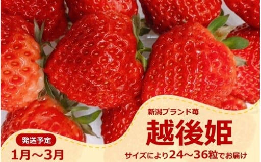 【1月~発送】新潟のお姫様いちご「越後姫」