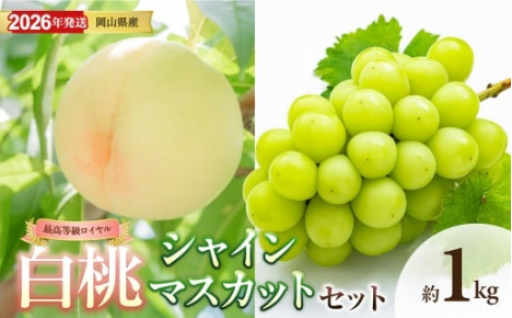 【 2026年発送 ‼️】岡山県産白桃ロイヤル＆シャインマスカット 約1kgセット🍑🍇