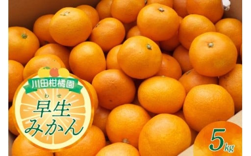 🍊川田柑橘園 広島大長産 「早生（わせ）みかん」5kg🍊