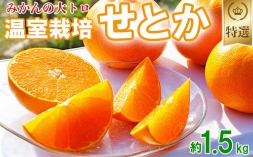 岩尾農園の温室栽培せとか 特選 約1.5kg