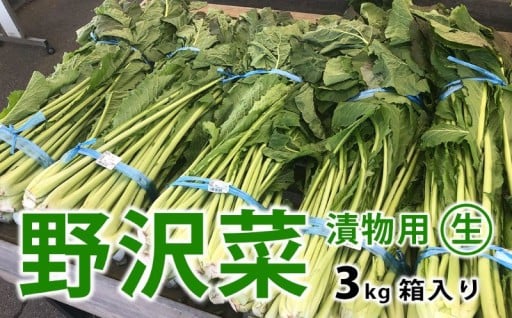 信州松本市産 漬物用「生の野沢菜」3kg