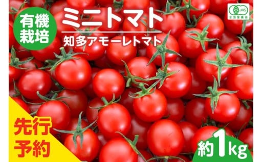 ✨先行予約✨有機栽培ミニトマト🍅知多アモーレトマト🍅約1kg