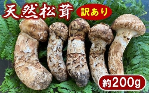 岩手北三陸産 松茸 約200g 国産 松茸訳あり