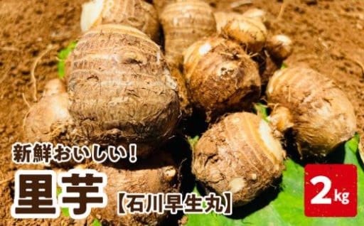 【2026年先行予約】新鮮おいしい！里芋（石川早生丸）2kg🌱
