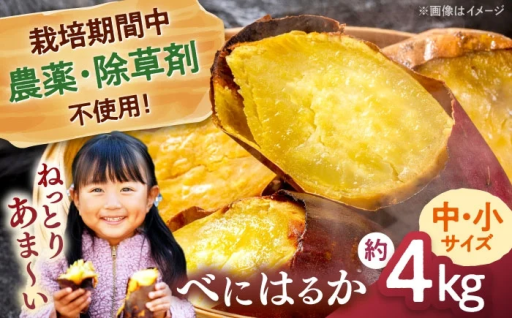 こだわり栽培のさつまいも！ねっとりあまい紅はるか♪