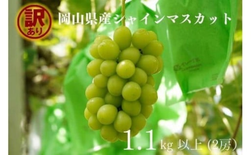 2025年 訳あり シャインマスカット 2房 合計1.1kg以上